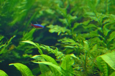 Balık ve su altı yeşil bitkiler