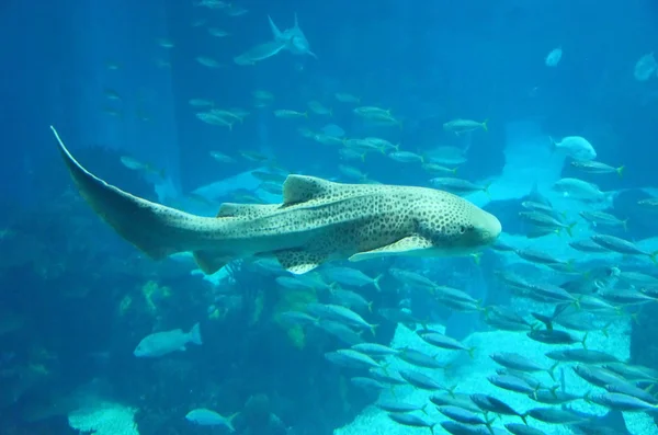 Tiburón nadando cerca de una escuela de peces pequeños —  Fotos de Stock