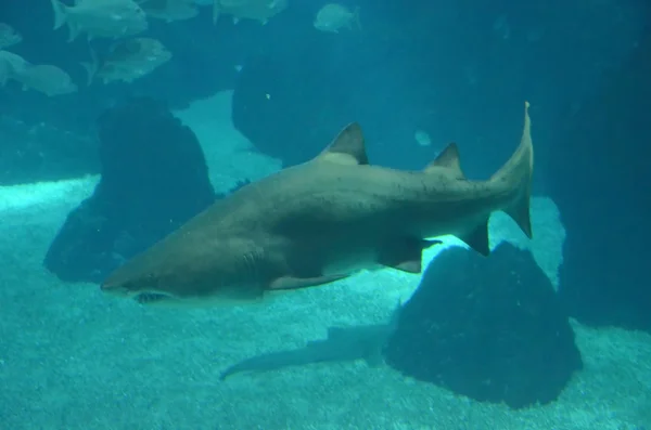 Köpekbalığı kayaların Yüzme — Stok fotoğraf