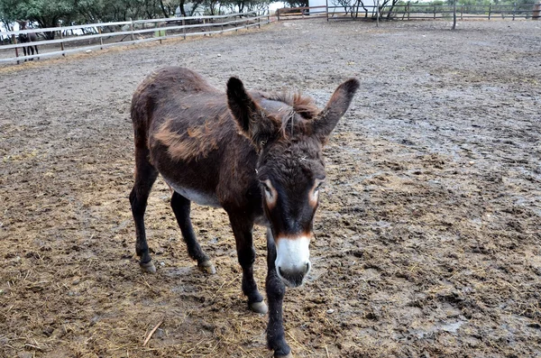 Espécimen de burro portugués —  Fotos de Stock