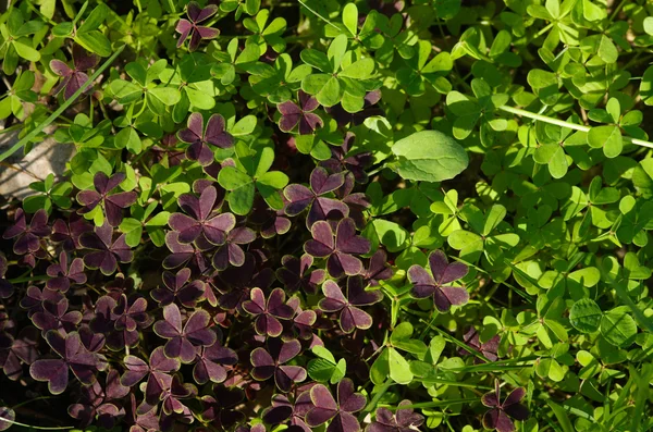 Két színű, zöld és lila, vad lóhere — Stock Fotó