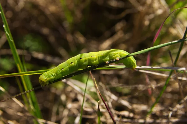 Grüne schwarze rustikale Raupe - aporophyla nigra — Stockfoto