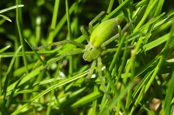 Aranha de caçador, vista dorsal - Micrommata ligurina — Fotografia de Stock