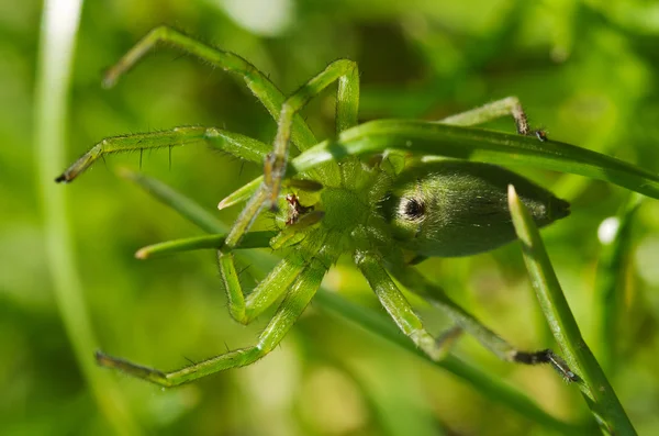 Avcı örümcek, ventral görünüm - Micrommata ligurina — Stok fotoğraf
