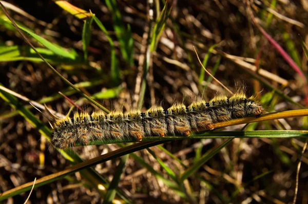 Chlupatý Grass Eggar housenka - Lasiocampa trifolii — Stock fotografie