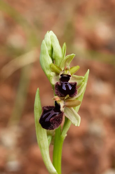 Tidiga Spider Orchid blommor stem - Ophrys incubacea — Stockfoto