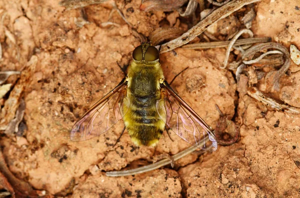 Žlutovlasá Včelí Moucha Villa Čeledi Bombyliidae Otevřenými Křídly Načervenalé Zemi — Stock fotografie