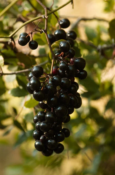 Rijpe Zwarte Rijpe Bessen Vruchtvorming Van Gewone Milax Smilax Aspera — Stockfoto