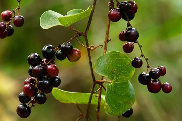 Rijping Onrijpe Bessen Tussen Bladeren Van Gewone Smilax Smilax Aspera — Stockfoto