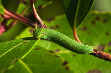 Overview of Two tailed pasha (aka foxy emperor) caterpillar (Charaxes jasius) on twigs and green leaves of its host plant: Strawberry tree. Parque Natural da Arrabida, Setubal, Portugal.