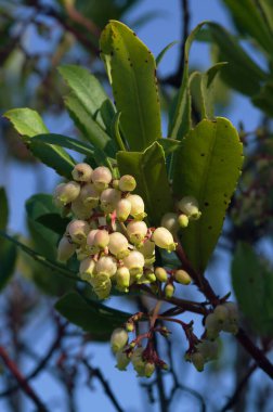 Çilek ağacı (Arbutus unedo) açık renkli ve çan çiçekleri gibi küçük bir dal üzerinde asılı ve bir grup yaprak mavi bir gökyüzüne karşı görünüyor. Parque Natural da Arrabida, Setubal, Portekiz.