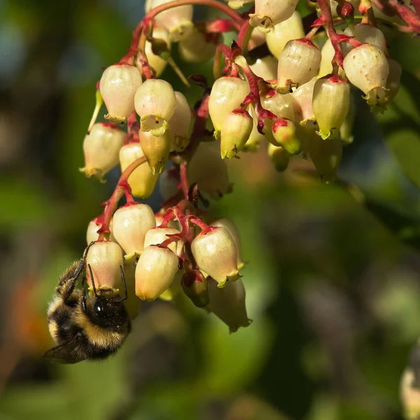 Jahodník Arbutus Unedo Světle Zbarvený Zvon Jako Květiny Opylován Velkým — Stock fotografie