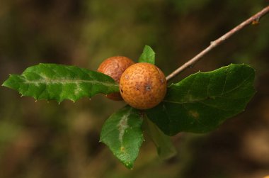 Aynı isimli parazit eşekarısı (Andricus kollari), bazı yaprakların arasında bulunan bir portuguez meşe dalında (Quercus faginea) bulunur. Parque Natural da Arrabida, Setubal, Portekiz.