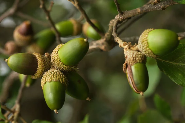 Várias Bolotas Sobreiros Verdes Quercus Suber Galho Sobre Fundo Natural — Fotografia de Stock