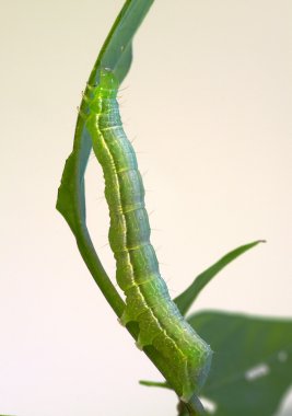 Inchworm on a twig leaf clipart
