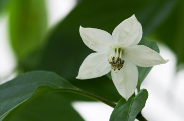 Kuşbakışı göz chili çiçek - Capsicum frutescens