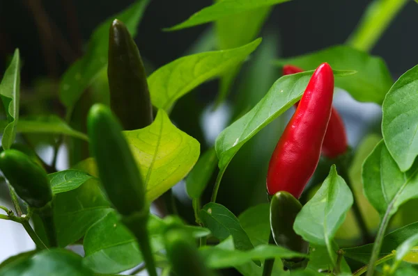 Птичий глаз фрукты чили - Capsicum frutescens — стоковое фото