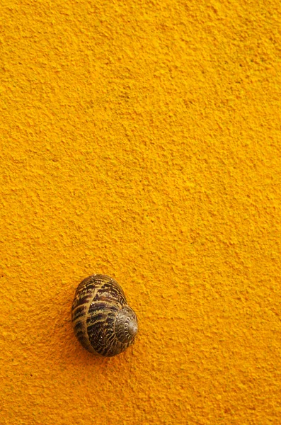 Brown snail shell on yellow wall — Stock Photo, Image