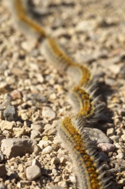 Çam keseböceği caterpillar iz