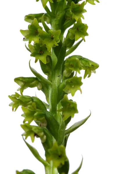 Dvě zelené Genaria orchidej květiny - Gennaria diphylla — Stock fotografie
