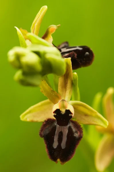 Rané Spider orchidej květina - Ophrys incubacea — Stock fotografie