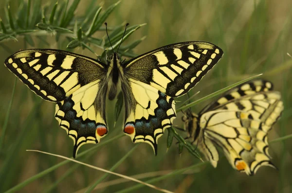 Swallowtail motyl, papilio machaon — Zdjęcie stockowe