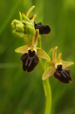 Erken örümcek orkide - Ophrys incubacea