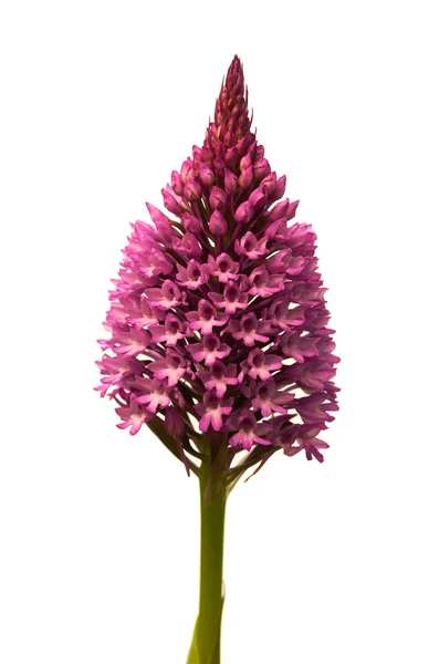 Pyramidenorchidee isoliert auf weiß - Anacamptis pyramidalis — Stockfoto