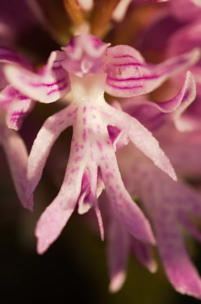 Naken Man orkidé blomma - Orchis italica — Stockfoto