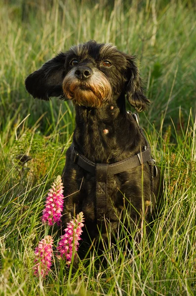 Piccolo cane nero seduto in erba selvatica — Foto Stock