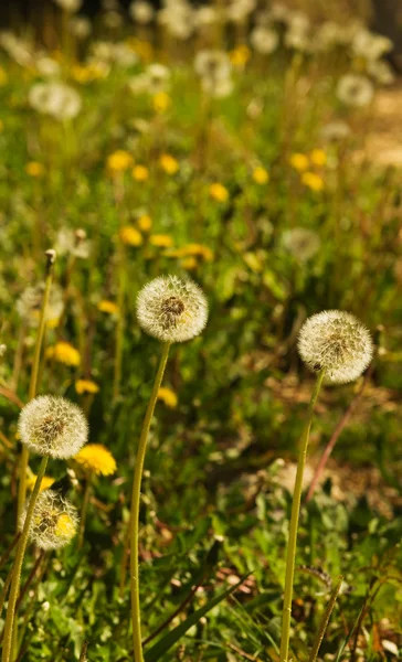 Dandelion field - Taraxacum sp — Stock Photo, Image