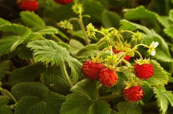 Wild strawberry växt med röd frukt - smultron — Stockfoto
