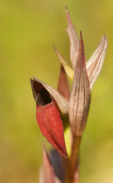 Fiore di orchidea della lingua - Serapias strictiflora — Foto Stock