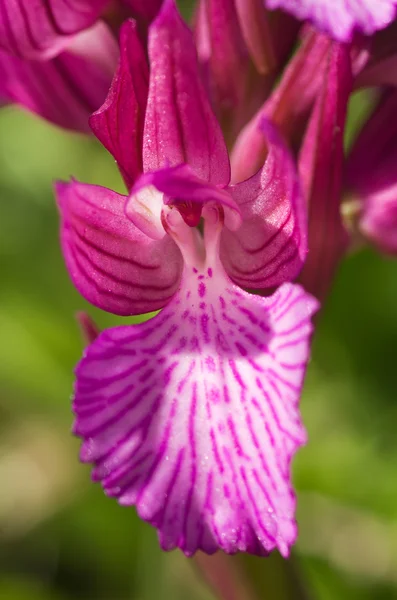 Detalle de la flor de la orquídea mariposa - Anacamptis papilionacea — Foto de Stock