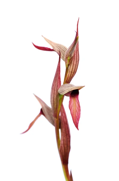 Язык орхидеи изолирован - Serapias strictiflora — стоковое фото