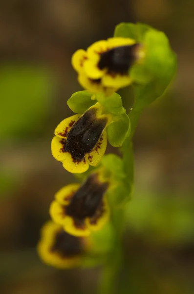 Žlutá Ophrys orchidej - Ophrys lutea — Stock fotografie
