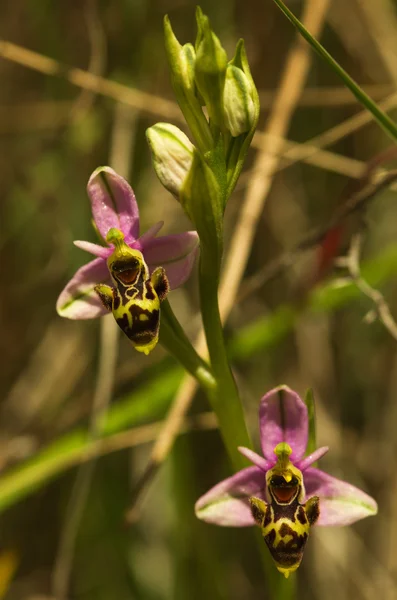 Vilda Woodcock orkidé blommor - Ophrys picta — Stockfoto