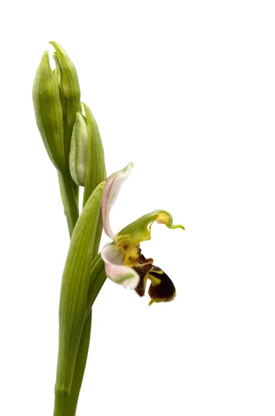 Pszczoła na białym tle - profil Orchid Ophrys apifera — Zdjęcie stockowe