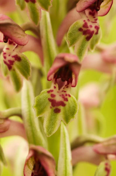 Bug orkidé blommor - Anacamptis coriophora — Stockfoto