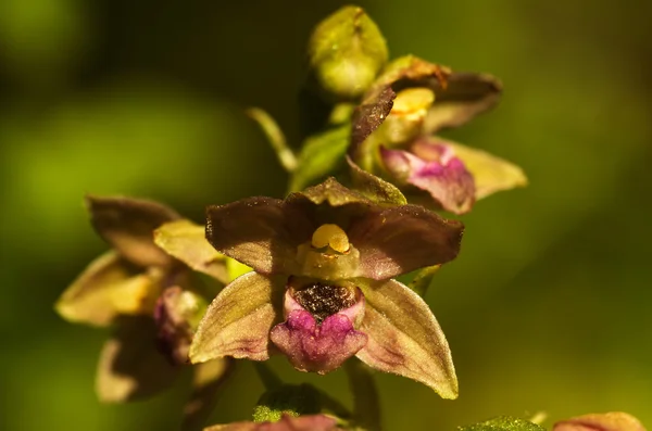 Flores de orquídeas selvagens - Epipactis tremolsii — Fotografia de Stock