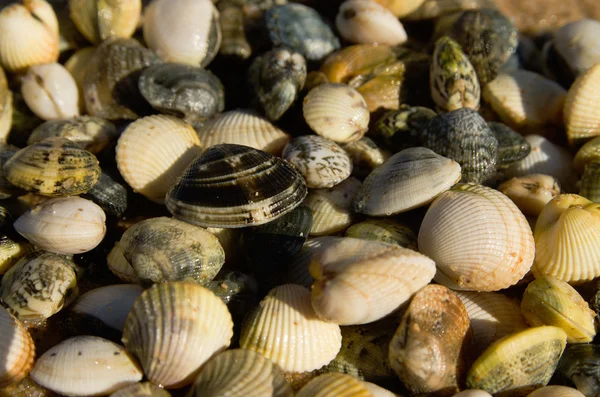 Раковины моллюсков и моллюсков — стоковое фото