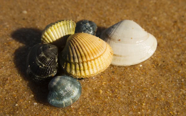 Группа свежих моллюсков и моллюсков над песком — стоковое фото