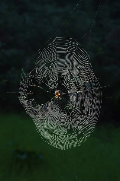 Webová zahrada-Spider Orb osvětlena Sluncem — Stock fotografie
