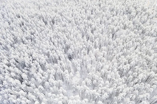 Vista Aérea Uma Floresta Pinheiro Coberta Neve Inverno Textura Floresta — Fotografia de Stock