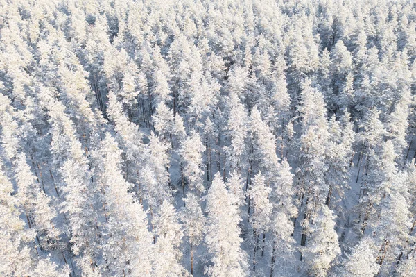 Widok Powietrza Zimowy Las Sosnowy Pokryty Śniegiem Zimowy Las Tekstury — Zdjęcie stockowe