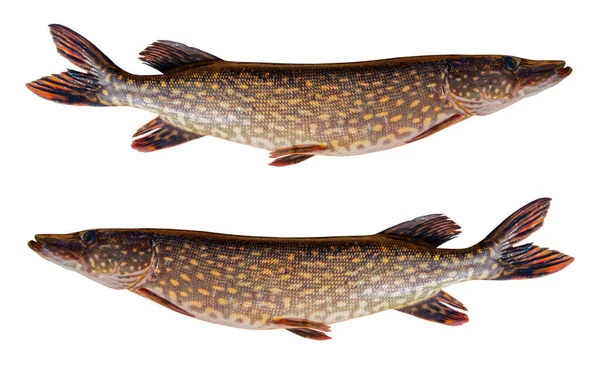 Pike Isolated White Background Clipping Path Big Live Pike Fish — Stock Photo, Image