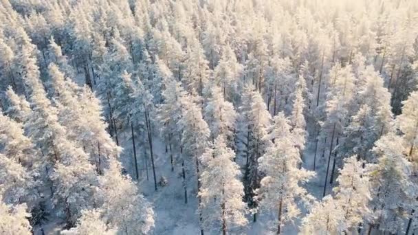 Vista Aérea Bosque Pinos Cubierto Nieve Invierno Textura Del Bosque — Vídeo de stock