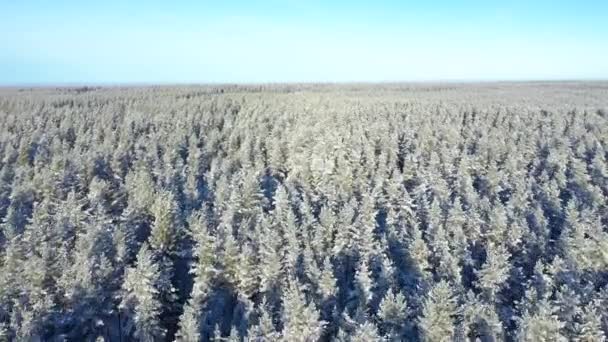 Vista Aérea Bosque Pinos Cubierto Nieve Invierno Textura Del Bosque — Vídeos de Stock