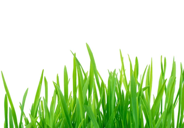 Świeża Wiosenna Zielona Trawa Odizolowana Białym Tle Ścieżką Wycinania Letnia — Zdjęcie stockowe