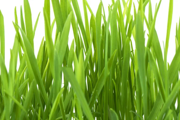 Fresh Spring Green Grass Isolated White Background Clipping Path Summer — Stock Photo, Image